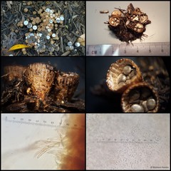 Cyathus striatus • © Maimon Hussin • All Rights Reserved