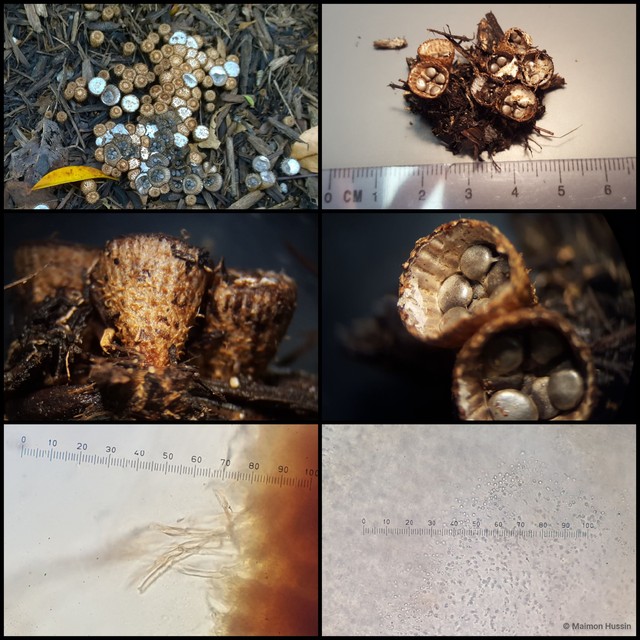 Cyathus striatus