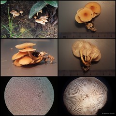 Collybiopsis gibbosa (Corner) R.H.Petersen