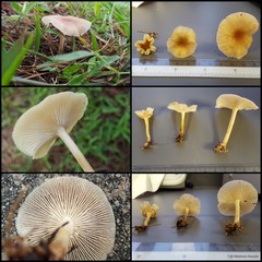 Collybiopsis gibbosa • © Maimon Hussin • All Rights Reserved
