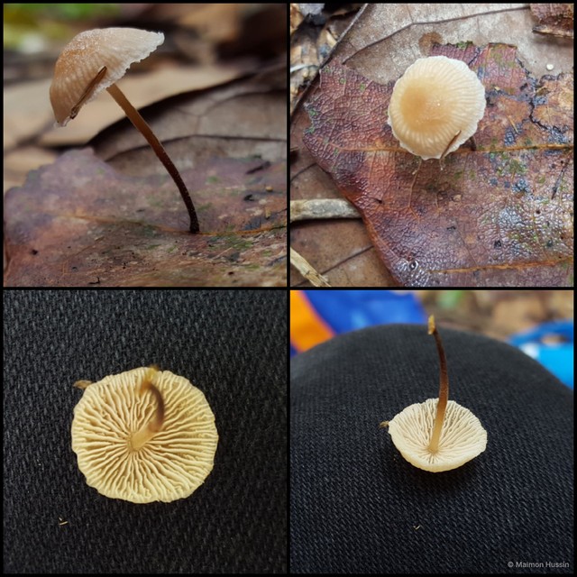Gymnopus sp. "1" • © Maimon Hussin • All Rights Reserved