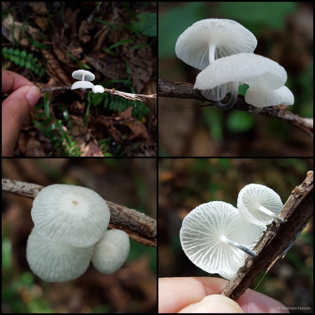 Marasmiellus sp. "albus-corticis" • © Maimon Hussin • All Rights Reserved