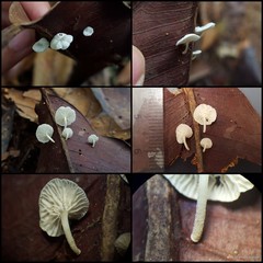 Marasmiellus nugatorius (Corner) Retn.