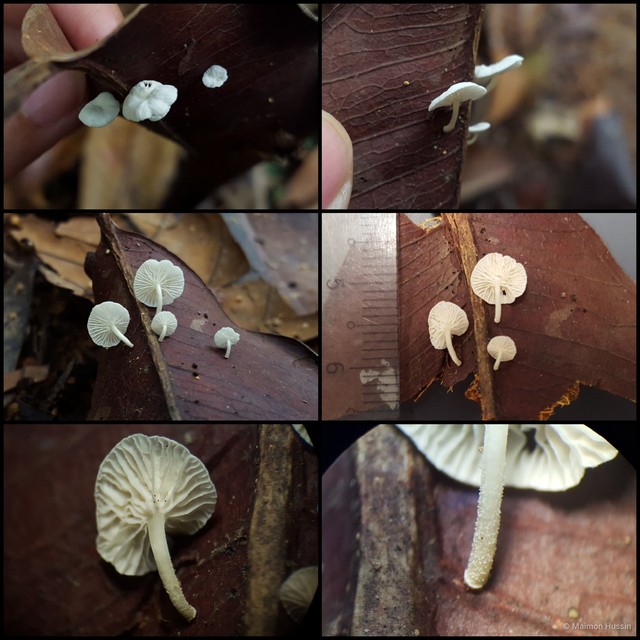 Marasmiellus nugatorius • © Maimon Hussin • All Rights Reserved