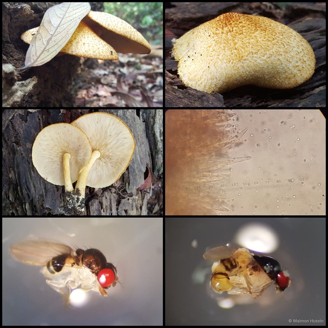 Tricholomopsis sp. "1" • © Maimon Hussin • All Rights Reserved
