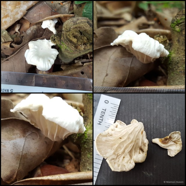 Pleurotus sp. "1" • © Maimon Hussin • All Rights Reserved