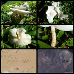 Chamaeota sinica • © Maimon Hussin • All Rights Reserved