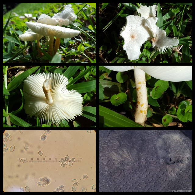 Chamaeota sinica • © Maimon Hussin • All Rights Reserved
