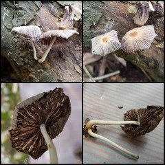 Coprinellus sp. "1"