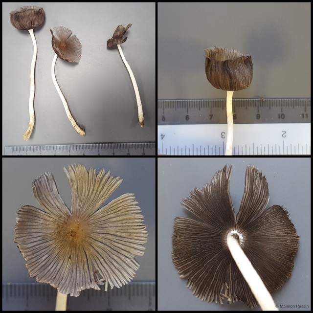 Coprinellus sp. "1"