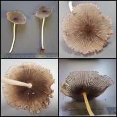 Coprinellus sp. "1" • © Maimon Hussin • All Rights Reserved