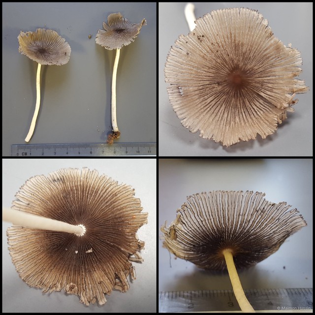 Coprinellus sp. "1"