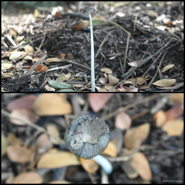 Coprinellus sp. "2" • © Maimon Hussin • All Rights Reserved