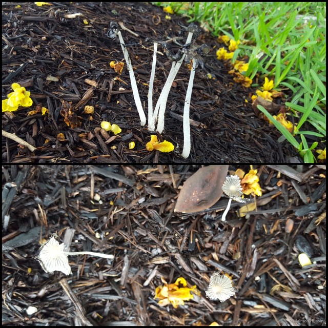 Coprinellus sp. "2"