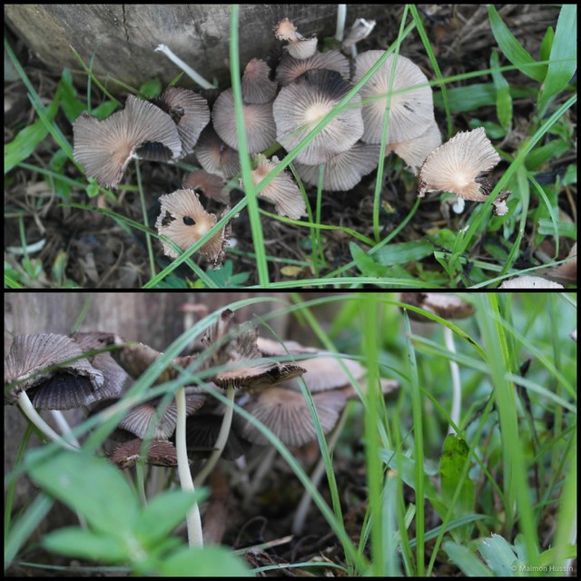 Coprinellus sp. "3" • © Maimon Hussin • All Rights Reserved