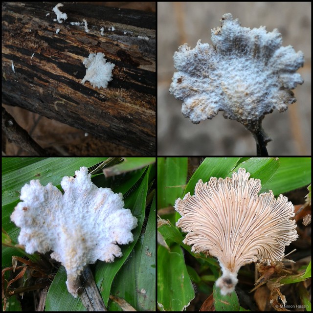 Schizophyllum sp. "1" • © Maimon Hussin • All Rights Reserved