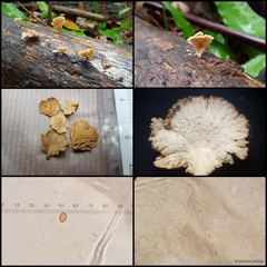 Schizophyllum sp. "1" • © Maimon Hussin • All Rights Reserved