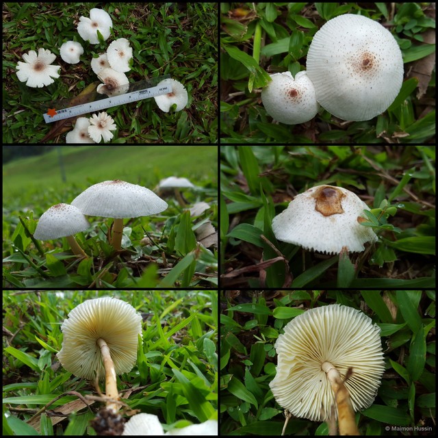Lepiota sp. "1" • © Maimon Hussin • All Rights Reserved