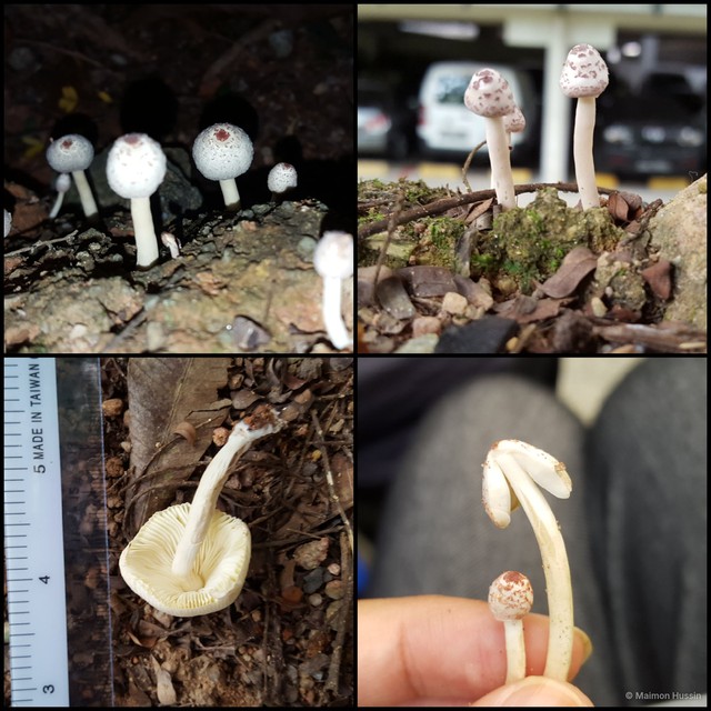 Lepiota sp. "2" • © Maimon Hussin • All Rights Reserved