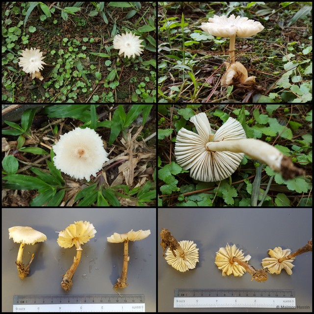 Lepiota sp. "3" • © Maimon Hussin • All Rights Reserved