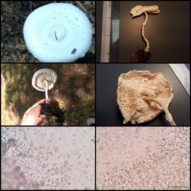 Lepiota sp. "4" • © Maimon Hussin • All Rights Reserved