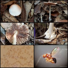 Volvariella sp. "1" • © Maimon Hussin • All Rights Reserved