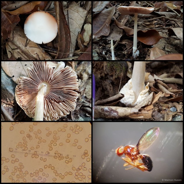 Volvariella sp. "1" • © Maimon Hussin • All Rights Reserved