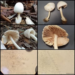 Volvariella sp. "1" • © Maimon Hussin • All Rights Reserved