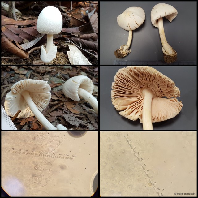 Volvariella sp. "1"