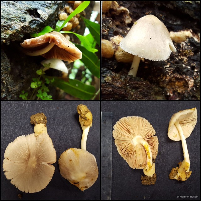 Volvariella sp. "2" • © Maimon Hussin • All Rights Reserved