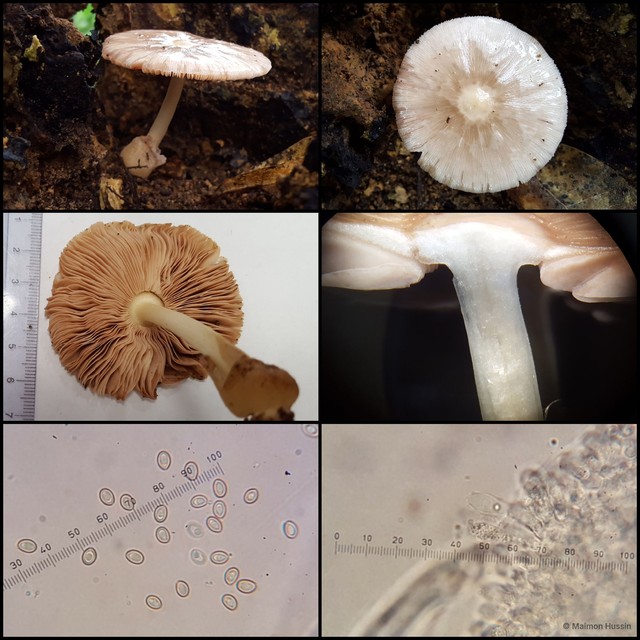 Volvariella taylorii • © Maimon Hussin • All Rights Reserved