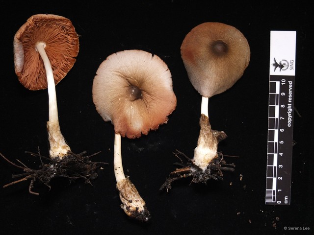 Volvariella volvacea • © Serena Lee • All Rights Reserved