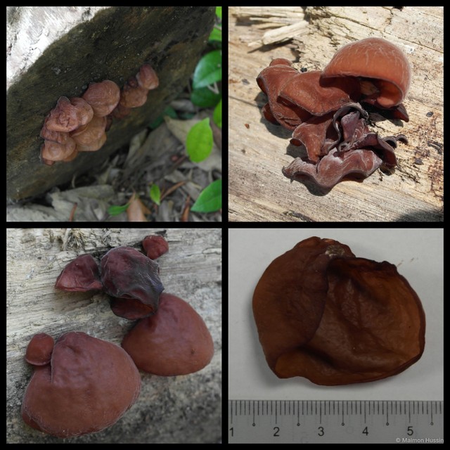 Auricularia auricula-judae • © Maimon Hussin • All Rights Reserved