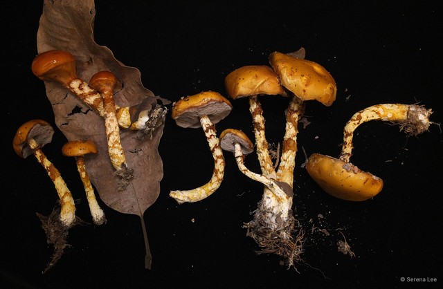 Austroboletus mucosus • © Serena Lee • All Rights Reserved