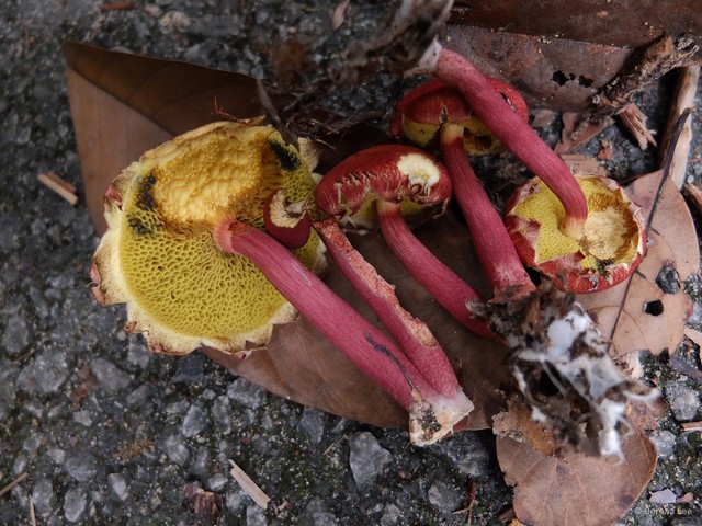 Boletellus emodensis • © Serena Lee • All Rights Reserved