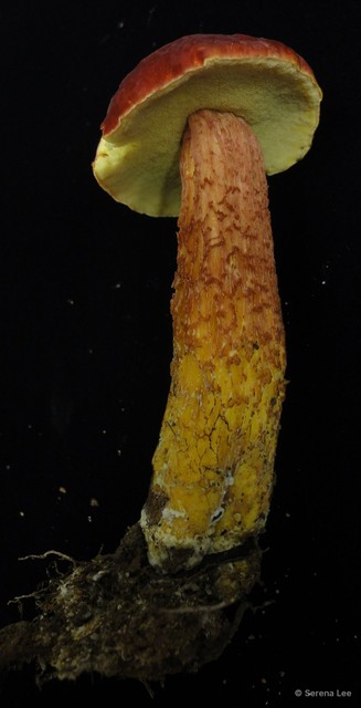 Heimioporus retisporus • © Serena Lee • All Rights Reserved