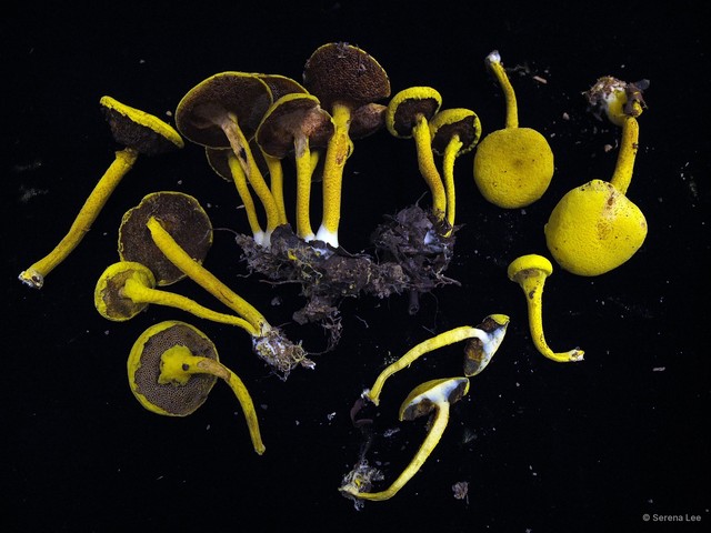 Pulveroboletus icterinus • © Serena Lee • All Rights Reserved