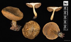 Spongispora temasekensis