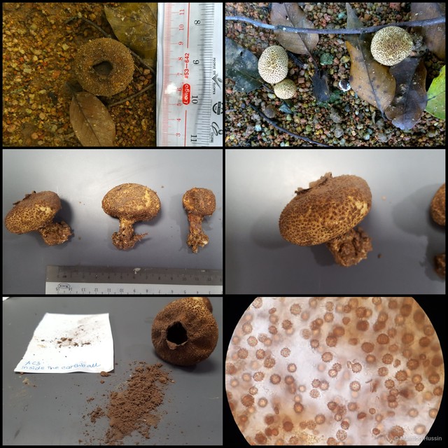 Scleroderma verrucosum • © Maimon Hussin • All Rights Reserved