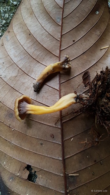 Cantharellus sp. "cf. ianthinoxanthus" • © Serena Lee • All Rights Reserved