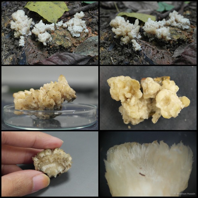 Clavulina rugosa • © Maimon Hussin • All Rights Reserved