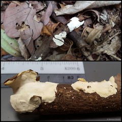 Corticiaceae sp. "1"
