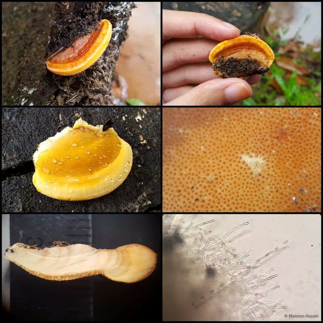 Rigidoporus microporus • © Maimon Hussin • All Rights Reserved