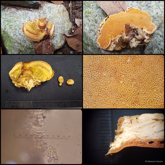 Rigidoporus microporus