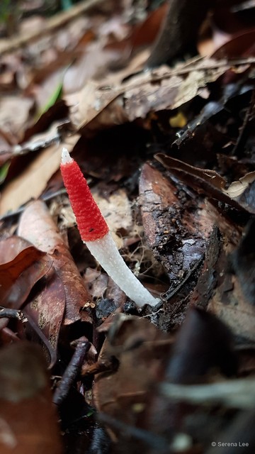 Mutinus bambusinus • © Serena Lee • All Rights Reserved
