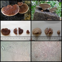 Fomitopsis feei • © Maimon Hussin • All Rights Reserved