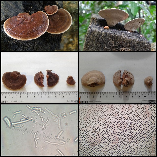 Fomitopsis feei • © Maimon Hussin • All Rights Reserved