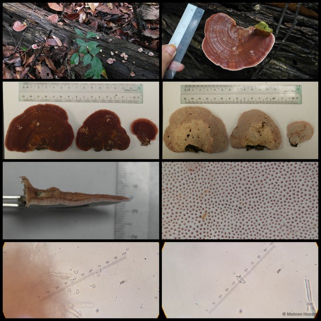 Fomitopsis feei