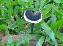 Amauroderma rugosum (Bl. & Nees) Imaz.
