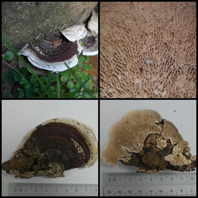 Earliella scabrosa